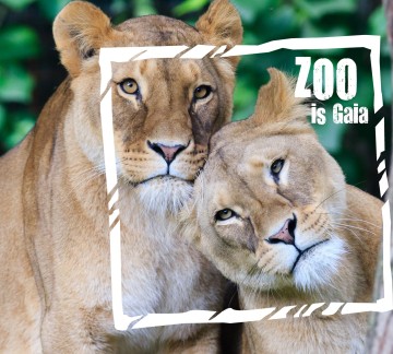 Leeuwinnen ZOO is Gaia 2018.jpg