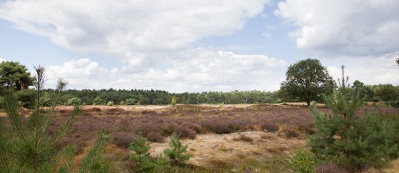 Heide 3.jpg