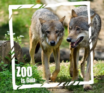 wolven ZOO is Gaia 2018.jpg