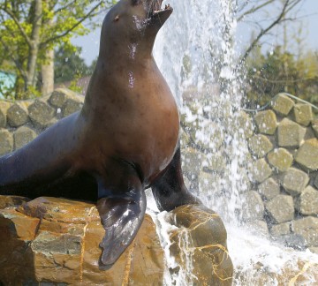 DH15_Dier_zeeleeuw_steller_fontein.jpg