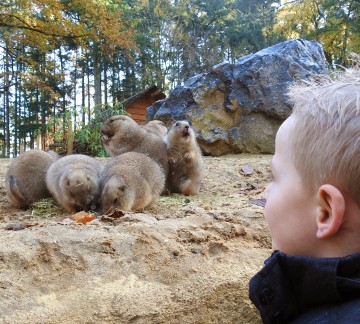 DierenPark Amersfoort - Prairiehondjes.jpg