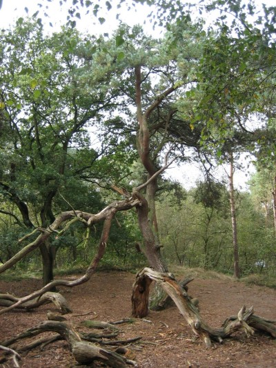 Foto heksenboom.jpg