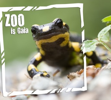 vuursalamander ZOO is gaia.jpg