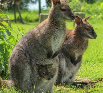 Familie wallabie 2018 gesneden.jpg