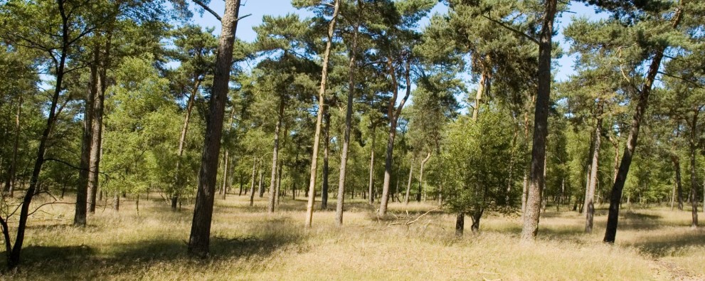Foto Staatsbossen.jpg