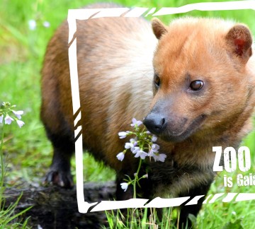 boshond ZOO is Gaia 2018.jpg