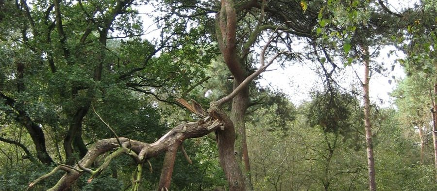 Foto heksenboom.jpg